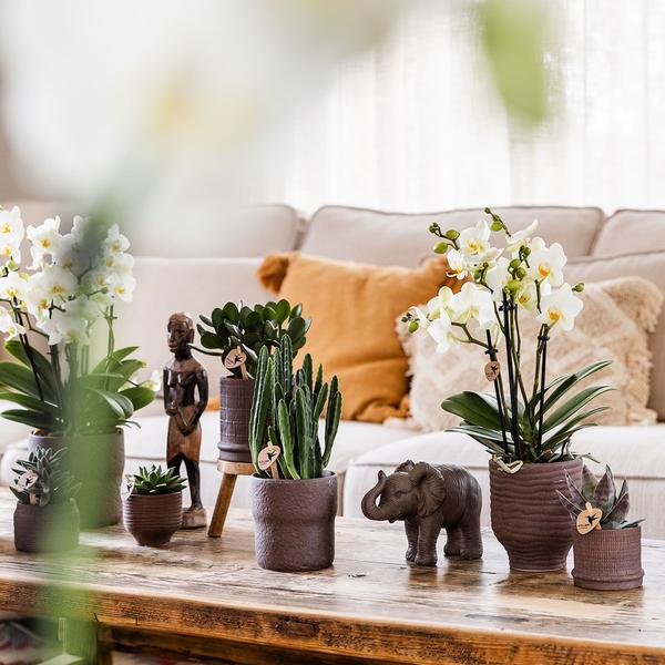 Bali sierpot - Bruin - Ø6cm