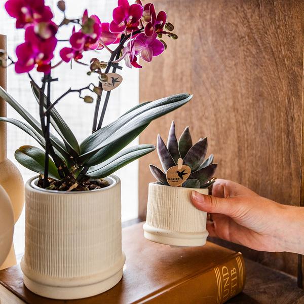 Bali sierpot - Off White - Ø9cm