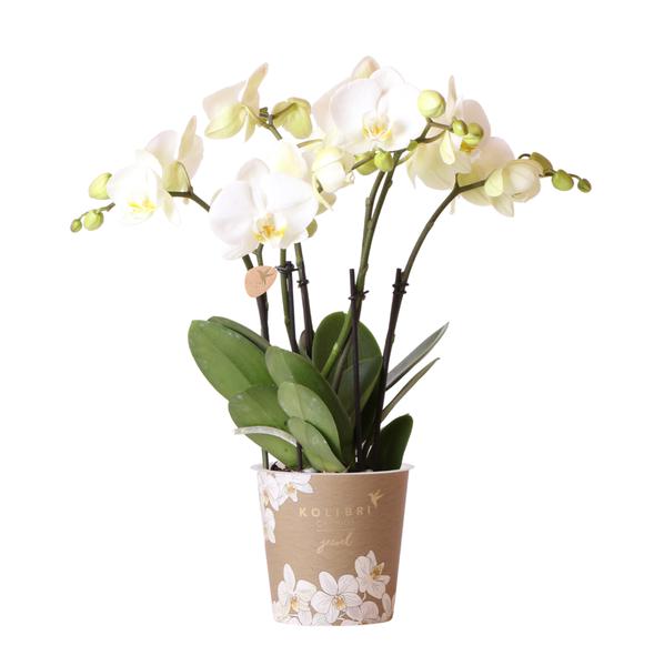 Witte Phalaenopsis orchidee - Jewel Ghent - potmaat Ø12cm