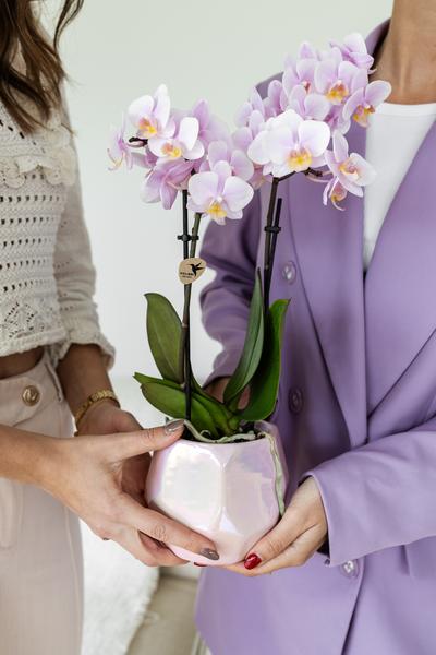Roze phalaenopsis orchidee - Andorra - potmaat Ø9cm