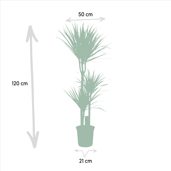 Dracaena Marginata - ↕120cm - Ø21cm