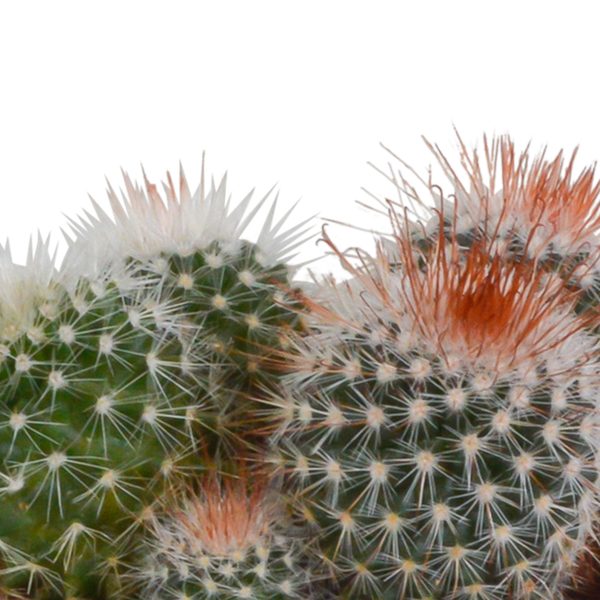 Bolcactus mix 8,5 cm | 3 stuks - in witte pot