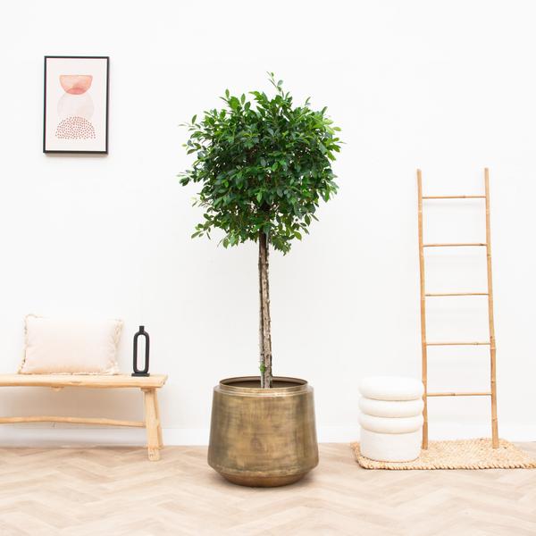 Pot Indigo Vintage - Goud - Ø33