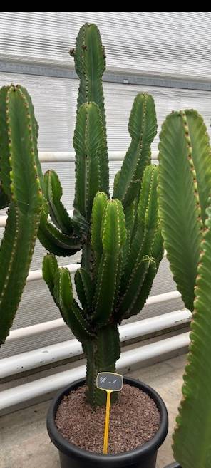 Euphorbia Ingens – ↕200cm (h. incl. pot) – Ø57cm