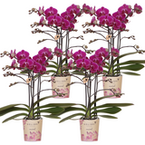 COMBI DEAL 4 paarse Morelia phalaenopsis orchideeën - Ø9cm