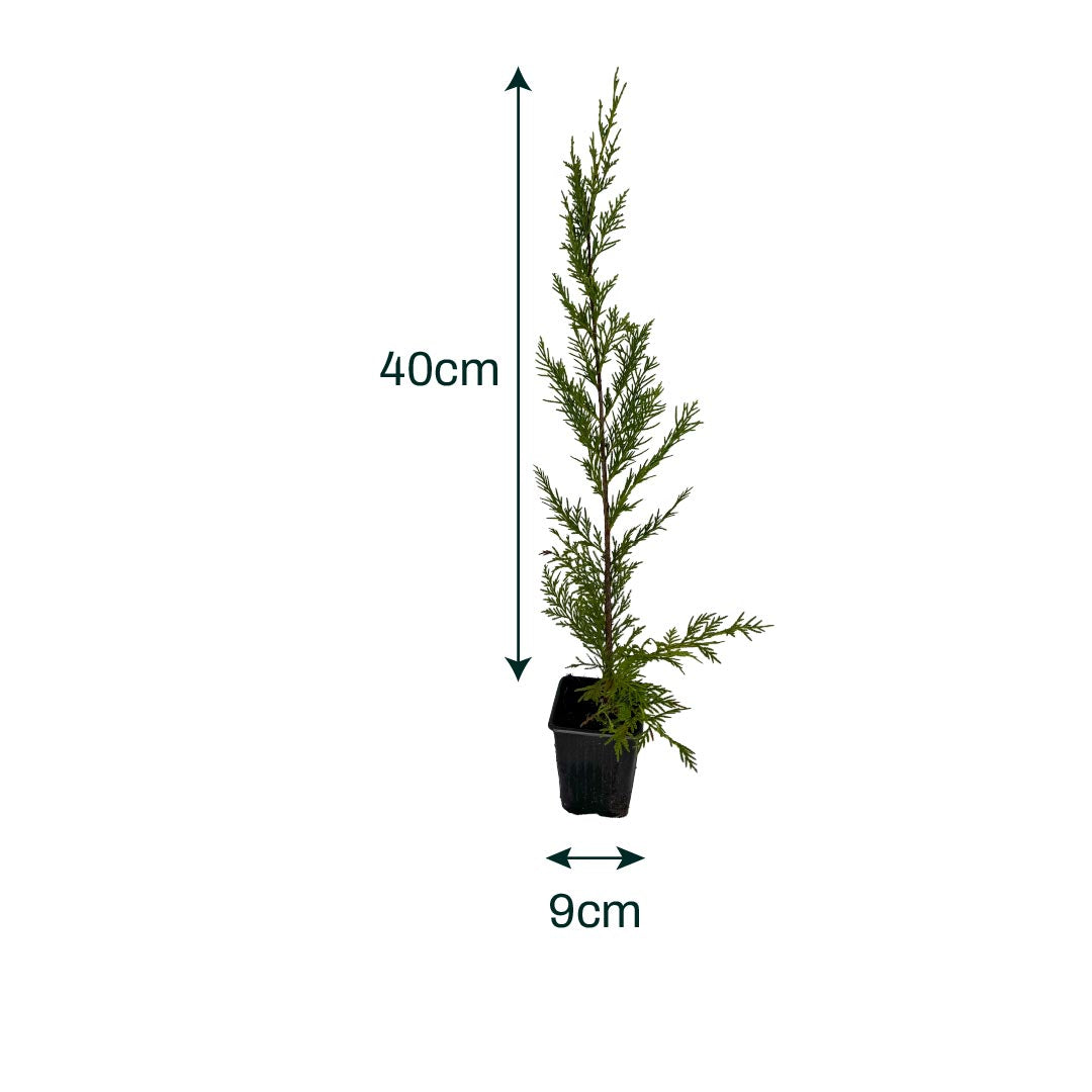 x6 - Snelgroeiende haag - Haagplant - Conifeer - Leylandii - 40cm