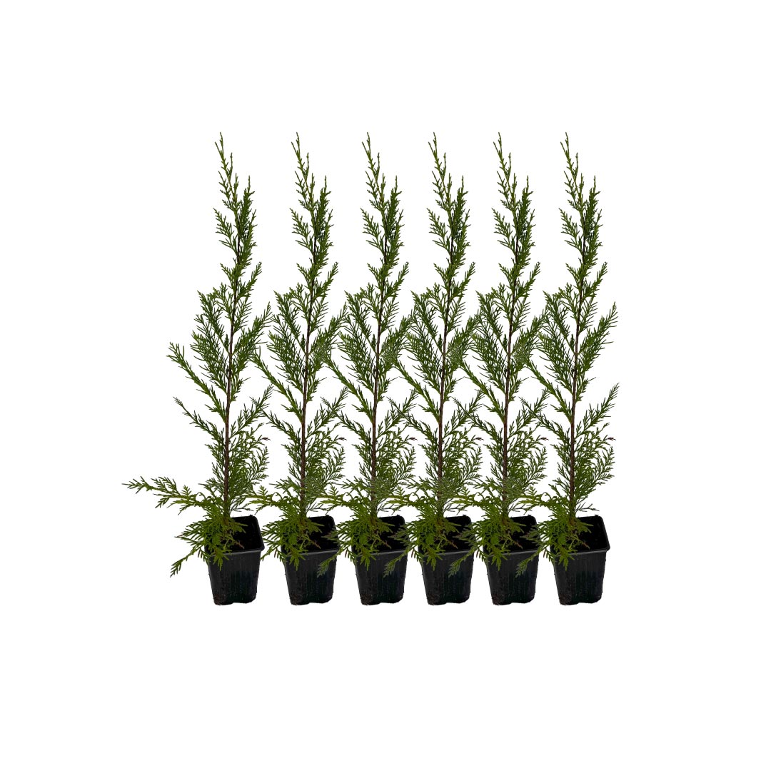 x6 - Snelgroeiende haag - Haagplant - Conifeer - Leylandii - 40cm