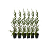 x6 - Snelgroeiende haag - Haagplant - Conifeer - Leylandii - 40cm