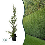x6 - Snelgroeiende haag - Haagplant - Conifeer - Leylandii - 40cm