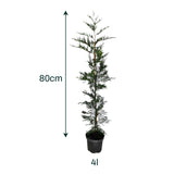 x6 - Snelgroeiende haag - Haagplant - Conifeer - Leylandii - 125cm