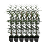 x6 - Snelgroeiende haag - Haagplant - Conifeer - Leylandii - 125cm