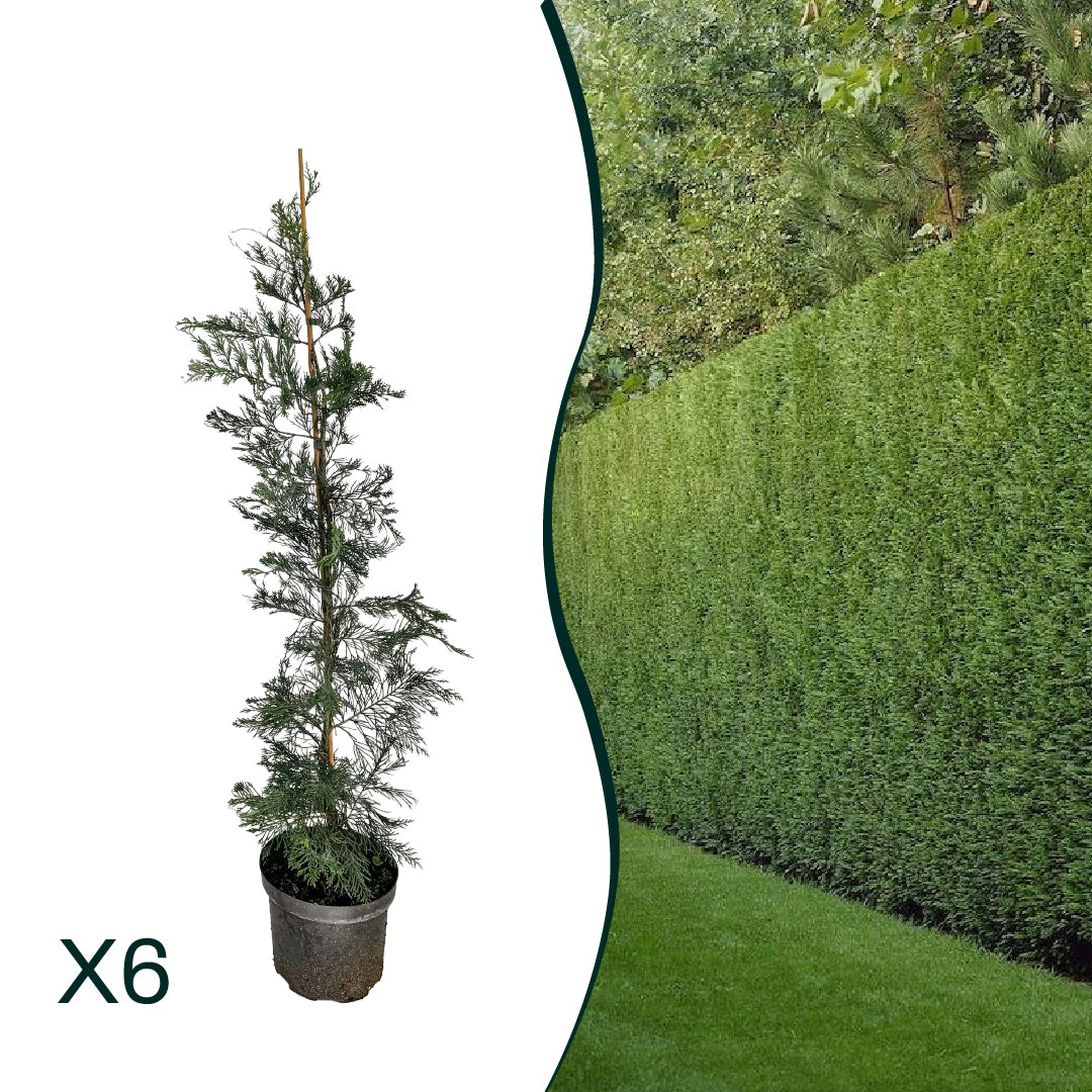 x6 - Snelgroeiende haag - Haagplant - Conifeer - Leylandii - 80cm