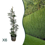 x6 - Snelgroeiende haag - Haagplant - Conifeer - Leylandii - 80cm