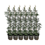 x6 - Snelgroeiende haag - Haagplant - Conifeer - Leylandii - 80cm
