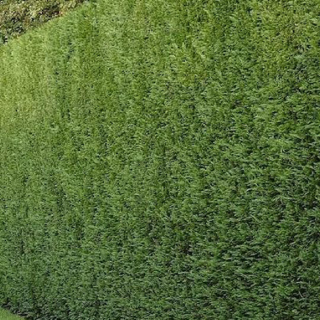 x6 - Snelgroeiende haag - Haagplant - Conifeer - Leylandii - 40cm