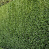 x6 - Snelgroeiende haag - Haagplant - Conifeer - Leylandii - 40cm