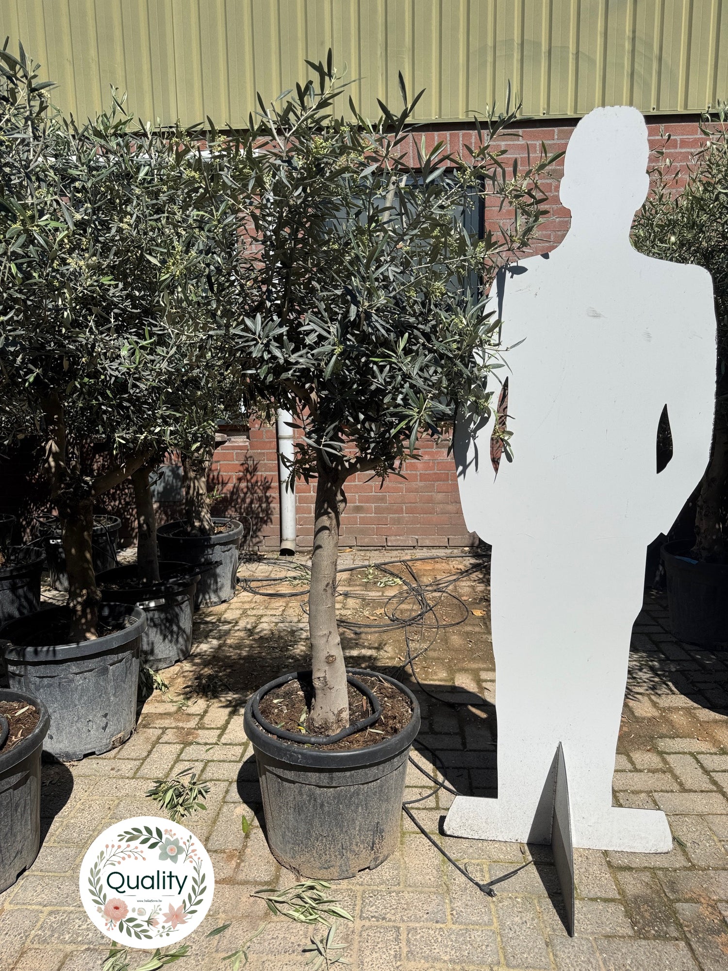 Olijfboom / Olea europaea -  ↕160cm - Ø45cm - 20/30cm Stamomtrek