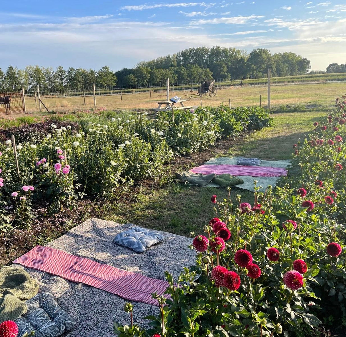 Picknick in pluktuin met live saxofoon optreden 19/09/2026