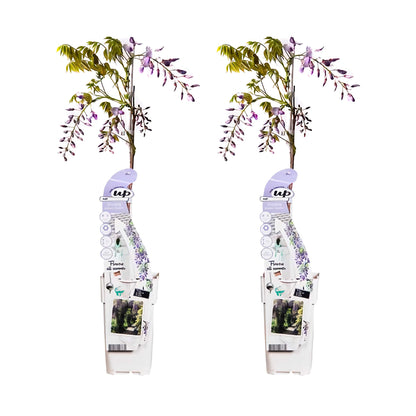 2x Wisteria sinensis 'Caroline' - ↕65cm - Ø15