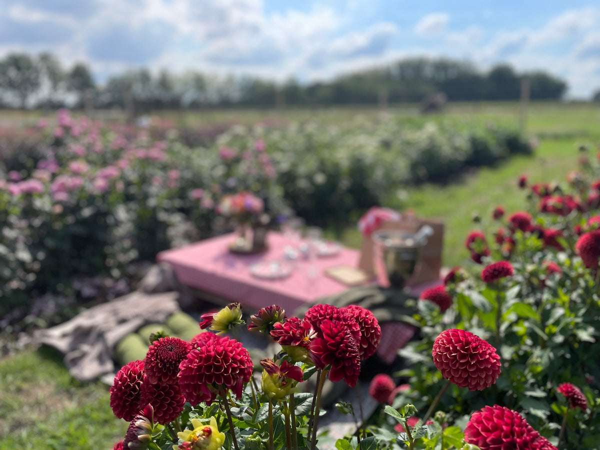 Culinaire picknick in onze bloemenpluktuin met live saxofoon muziek 19/09/2026