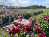 Culinaire picknick in onze bloemenpluktuin met live saxofoon muziek 19/09/2026
