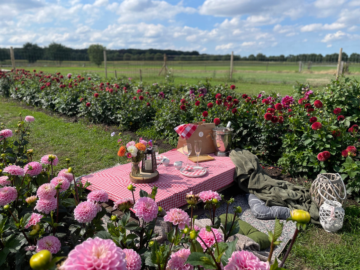 Culinaire picknick in onze bloemenpluktuin met live saxofoon muziek 19/09/2026