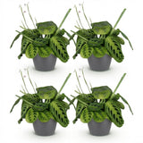 Maranta Fascinator Lemon Lime - Gebedsplant - Huisdiervriendelijke Plant - Groen - 4 Planten - met Potter Grijs - Pot 12cm - Hoogte 25cm