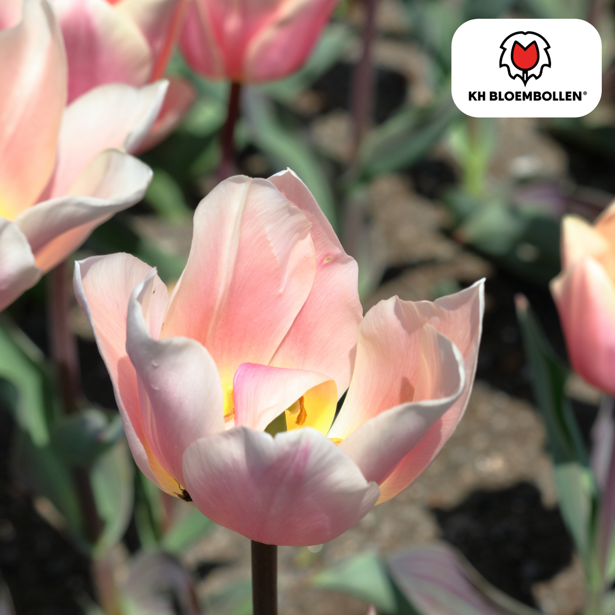 Bulbes de tulipes Apricot Delight – 20 pièces | KH Bloembollen® | Tulipe rose abricot – Douce & fraîche – Cadeau pour jardin ou pot – Taille 11/12 – Frais du producteur !