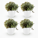 Calissia repens - Kattengras - Huisdiervriendelijk - Groen - 4 Planten - met Potter Wit - Pot 12cm - Hoogte 17-20cm