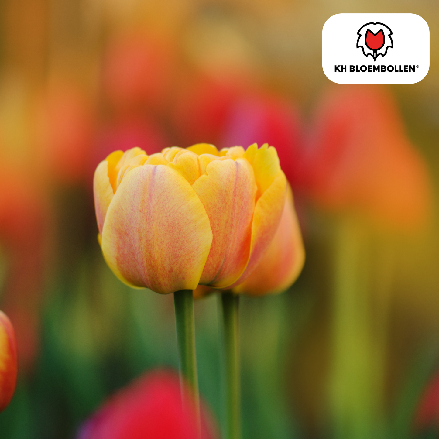 Tulpenbollen Icoon – 20 Stuks | KH Bloembollen® | Oranje Dubbelbloemige Tulp – Vol, Warm & Opvallend – Voor Tuin of Pot – Maat 11/12 – Vers van de Teler