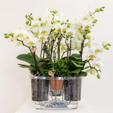 Kolibri Orchids | witte plantenset in Cotton Basket incl. waterreservoir | drie witte orchideeën Lausanne 9cm en drie groene planten | Jungle Bouquet wit met zelfvoorzienend waterreservoir