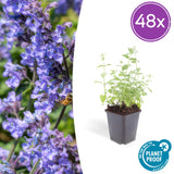 48x Nepeta 'Six Hills Giant' - ↕10-25cm - Ø9cm