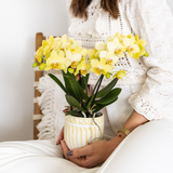 Kolibri Orchids | gele Phalaenopsis orchidee - Albenga - potmaat Ø9cm | bloeiende kamerplant - vers van de kweker