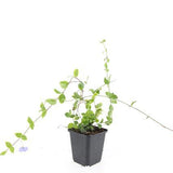 24x Vinca minor 'Blue and Gold' - ↕10-25cm - Ø9cm