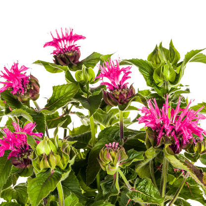 Monarda Didyma Pink Ø19cm - ↕45cm - 60cmØ