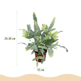 Phlebodium aureum Blue Star - Blauwe Varen - Huisdiervriendelijke Plant - Blauw - 2 Planten - met Mand - Pot 12cm - Hoogte 25cm