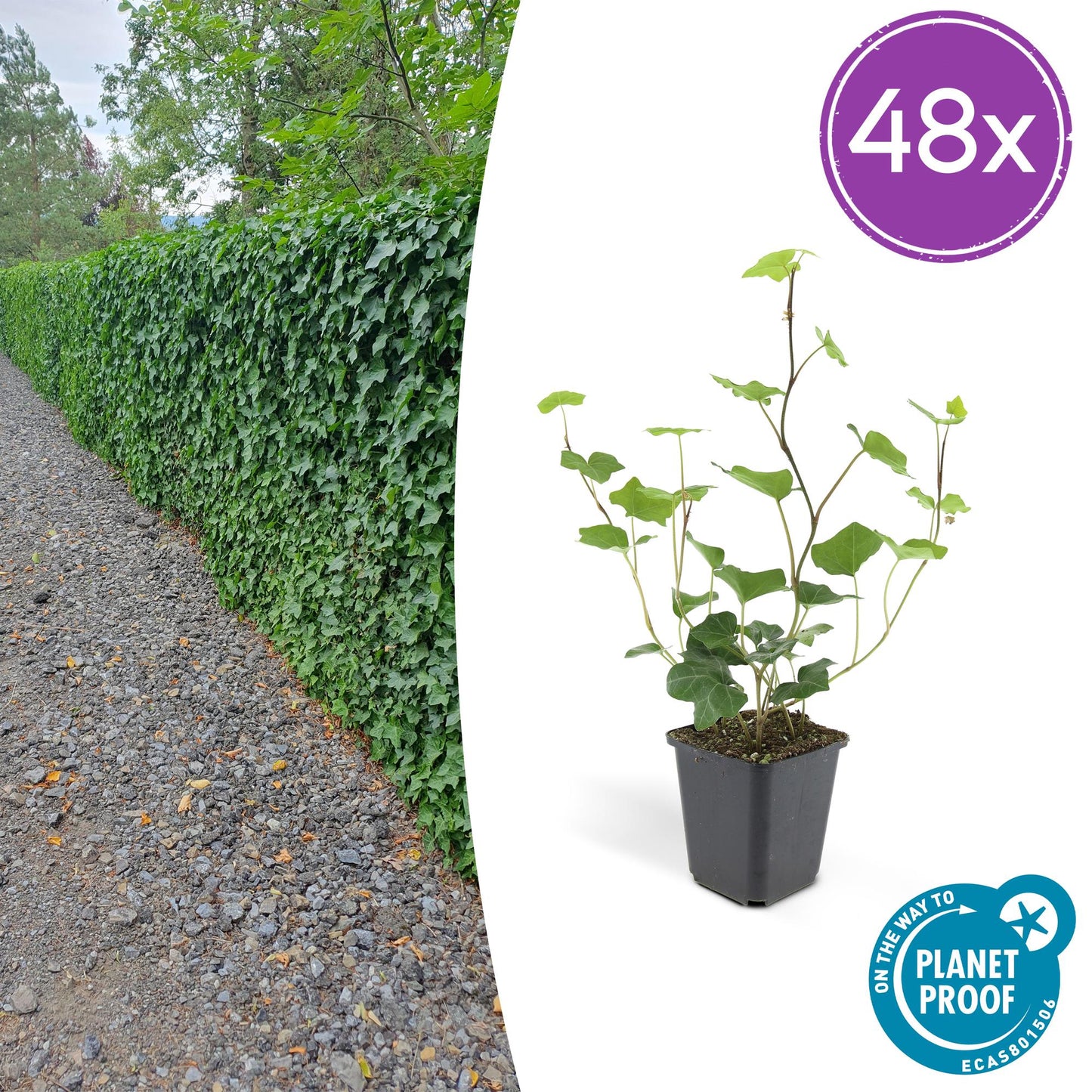 48x Hedera Hibernica - ↕10-25cm - Ø9cm