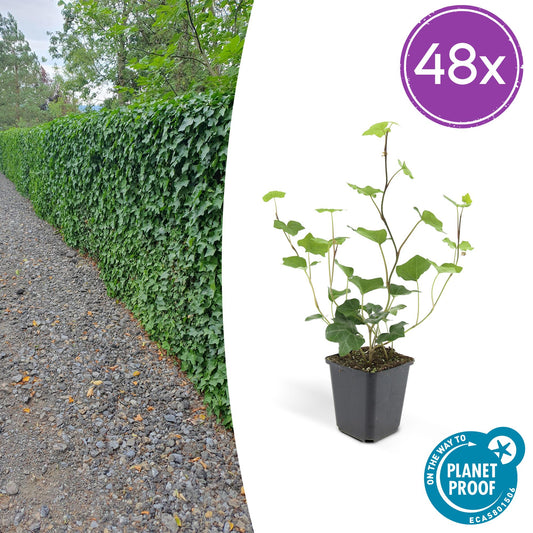 48x Hedera Hibernica - ↕10-25cm - Ø9cm