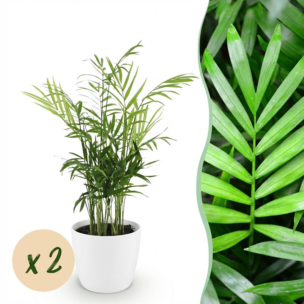 Chamaedorea elegans - Goudpalm - Huisdiervriendelijke Plant - Groen - 2 Planten - met Potter Wit - Pot 12cm - Hoogte 15cm