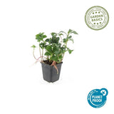 48x Pachysandra term. 'Green Sheen' - ↕10-25cm - Ø9cm