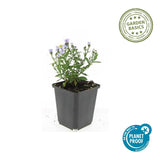 24x Aster (D) 'Prof. Anton Kippenberg'  - ↕10-25cm - Ø9cm