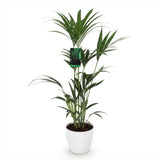 Howea Forsteriana - Kentia Palm - Weinig Onderhoud - Groen - 1 Plant - met Potter Wit - Pot 21cm - Hoogte 120-130cm