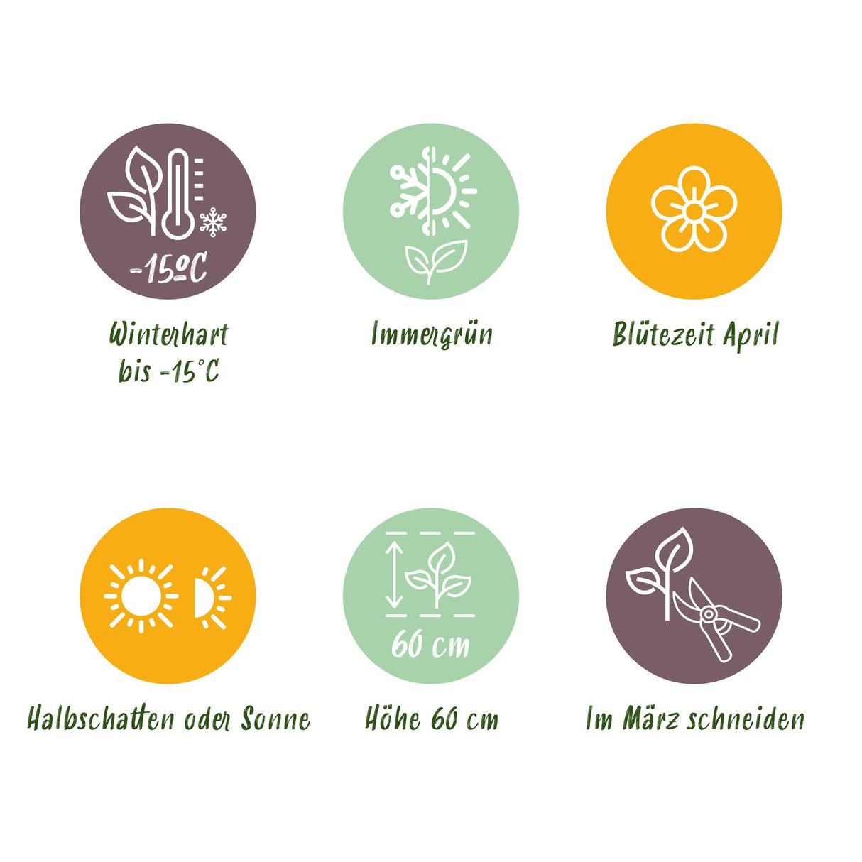 Green boutiQ - Siergrassen - Carex morrowii Ice Dance  - Wit & Groen - 4 Planten - Bladhoudend - Weinig Onderhoud - Pot 17cm Hoogte 50cm