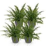 Nephrolepsis exaltata Green Lady - Varen - Huisdiervriendelijke Plant - Groen - 4 Planten - met Potter Grijs - Pot 12cm - Hoogte 25cm