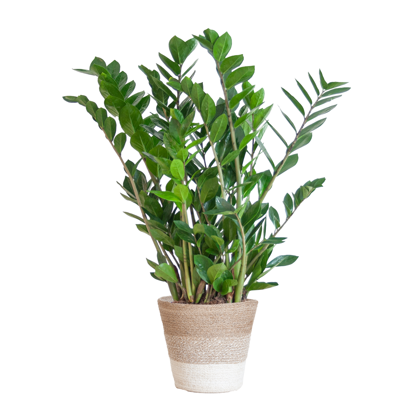 Zamioculcas Zamiifolia met Mand Lissabon wit  - 80cm - Ø21