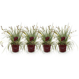 Siergrassen - Carex oshimensis Evergold - Geel & Groen - 4 Planten - Bladhoudend - Weinig Onderhoud - Pot 17cm Hoogte 50cm