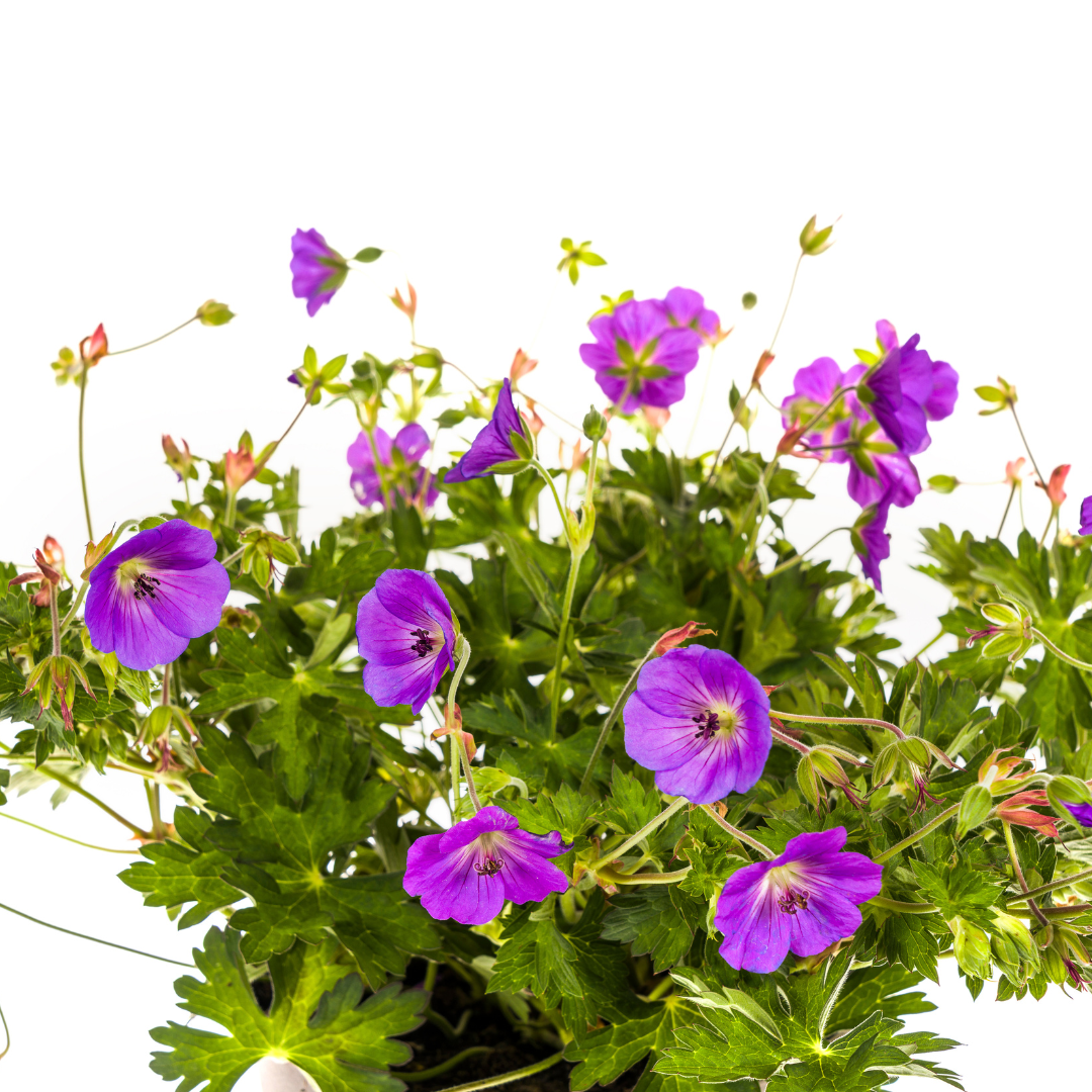 Geranium Rozanne Purple Ø19cm - ↕20cm - Ø30cm