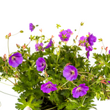 Geranium Rozanne Purple Ø19cm - ↕20cm - Ø30cm