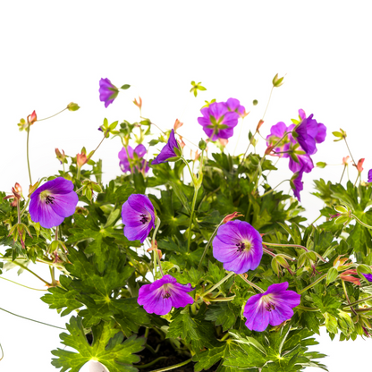 Geranium Rozanne Purple Ø19cm - ↕20cm - Ø30cm