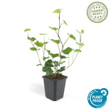 24x Hedera Hibernica - ↕10-25cm - Ø9cm